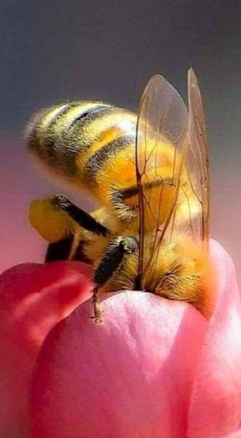 کارگر گلها....