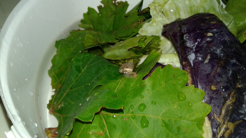 دستیار و کارشناس رایحه بازی من !