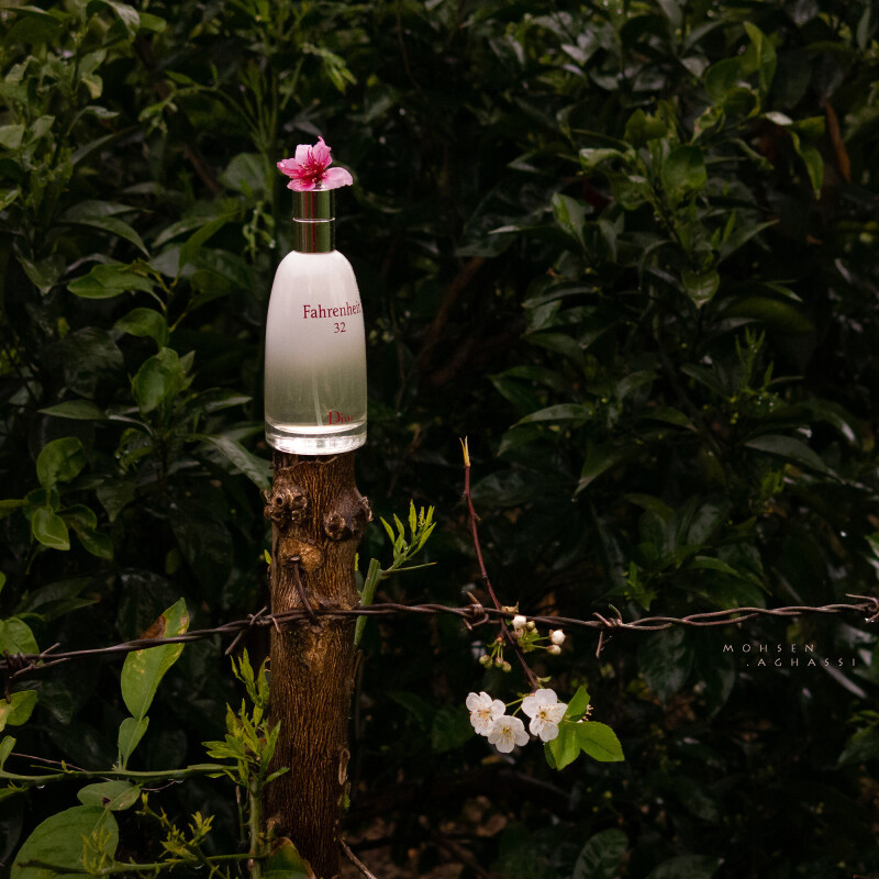 برای نوروزِ این سال...