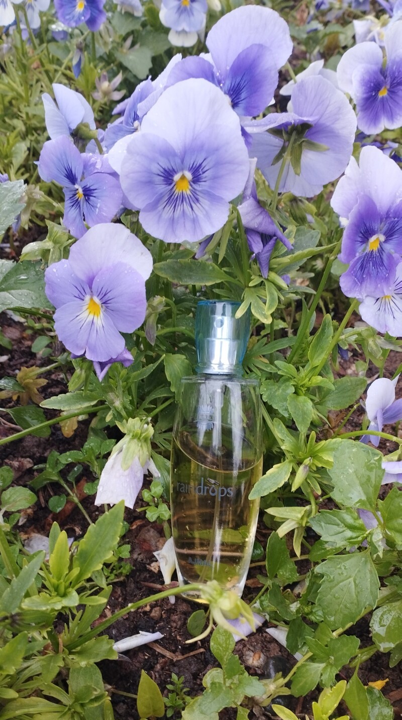 باران عشق در سرای عشق