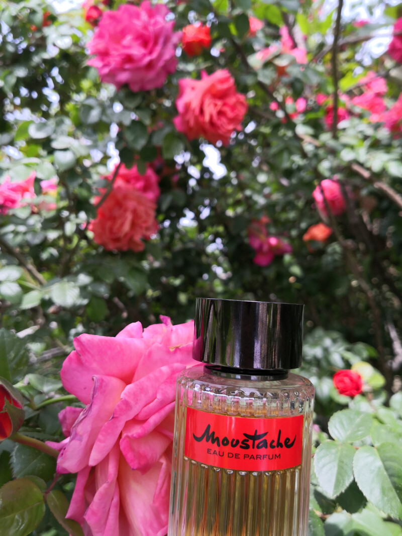 #روشاس مستاچ