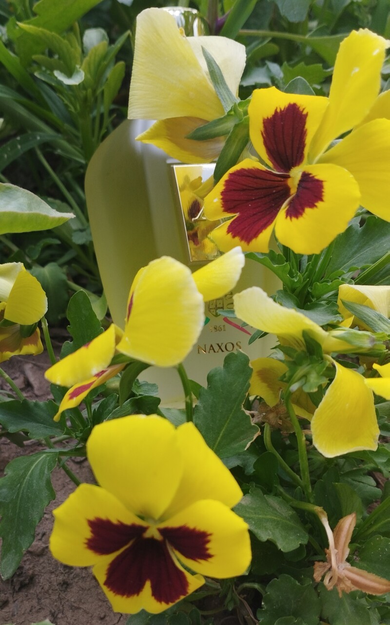 ناکسوس ۱۸۶۱ 