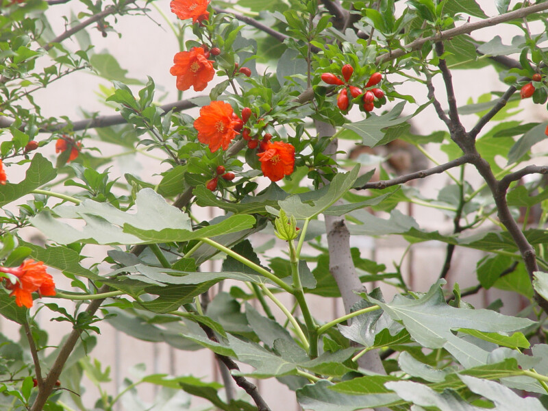 بهشت , قسمت دوم : انار