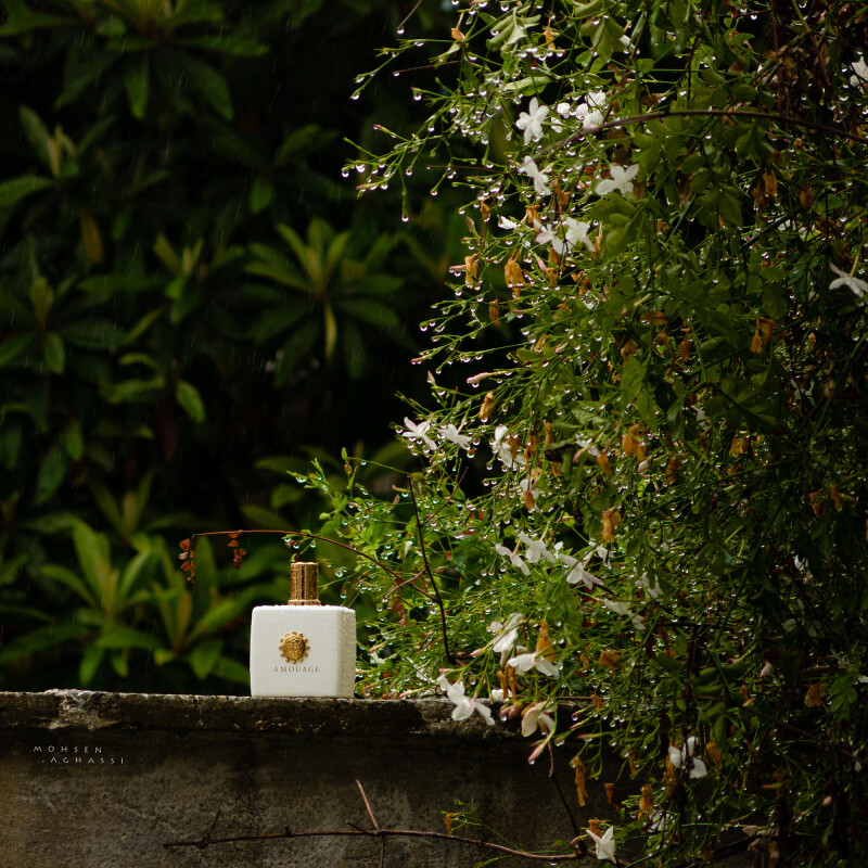 نَمِ باران، روی گلهای سپید...