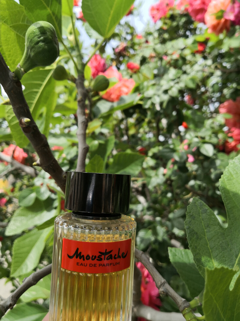 #روشاس مستاچ