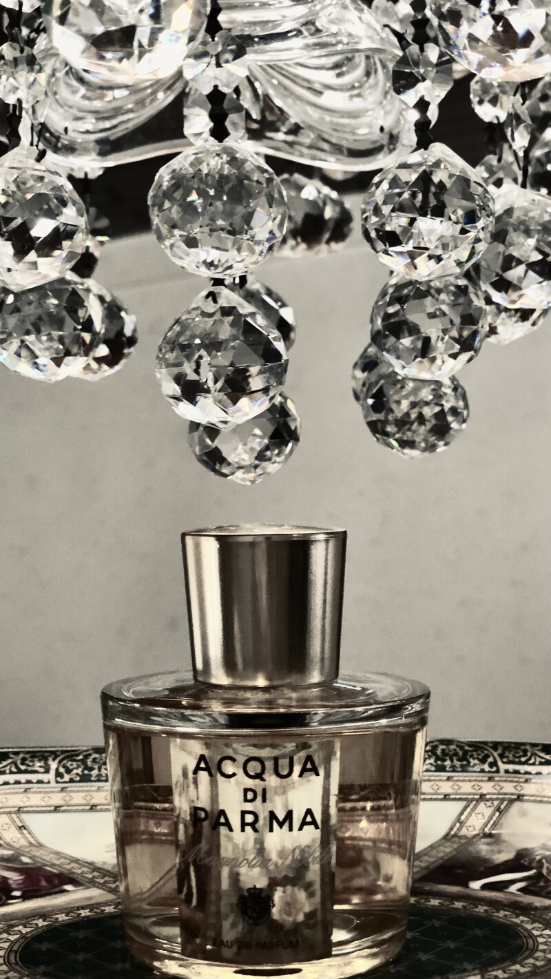 🤍Magnolia nobile🤍