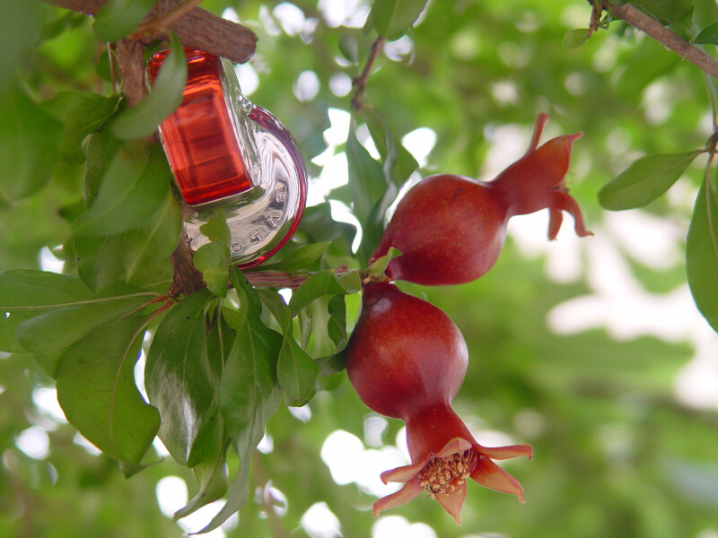 بهشت , قسمت دوم : انار