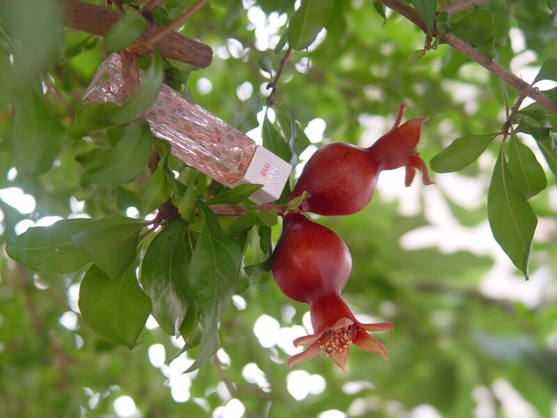 بهشت , قسمت دوم : انار