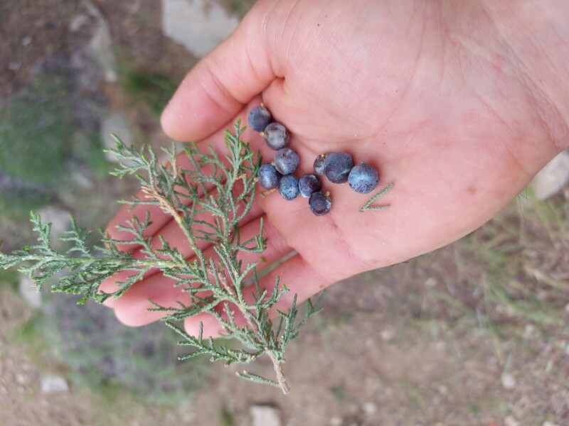 سرو کوهی