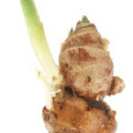 گالانگا