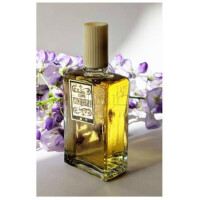 Glicinia Глициния-سوونیر گلیسینیا