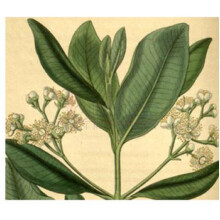 Bay Rum-المپیک ارکیدز ارتیسان پرفیومز بی رام