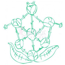 Brussels Sprouted-اسمل بنت بروسلز اسپروتد
