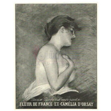 Camelia-دورسی کاملیا