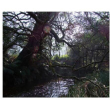 Naiad-بود پارفومز ناید