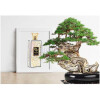 Juniper Bonsai-اورین هاوس جانیپر بونسی
