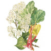 White Lilac & Rhubarb-جو مالون وایت لیلاک اند روبارب