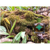 Tuberose & Moss-روگ پرفیومری توبرز اند موس