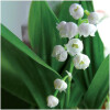 Muguet-فراگونارد موگت