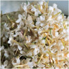 Jasmin-فراگونارد جاسمین