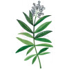 Verveine-فراگونارد وروین