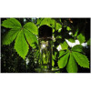S.T. Dupont pour Femme-اس تی دوپونت پور فمه