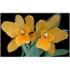 Golden Cattleya-المپیک ارکیدز ارتیسان پرفیومز گلدن کتلیا