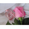 Rumeur 2 Rose-لانوین رومور رز