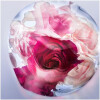 La Vie Est Belle Rose Extraordinaire-لانکوم له ویه است بله رز اکسترادینری