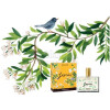 Jasmin-فراگونارد جاسمین