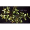 Olive Blossom-اودور میو اولیو بلوسوم