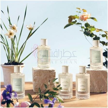 Violette-کلوهه ویولت