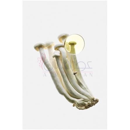 Earth Elixir-لووه ارث الکسیر