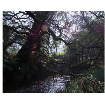 Naiad-بود پارفومز ناید