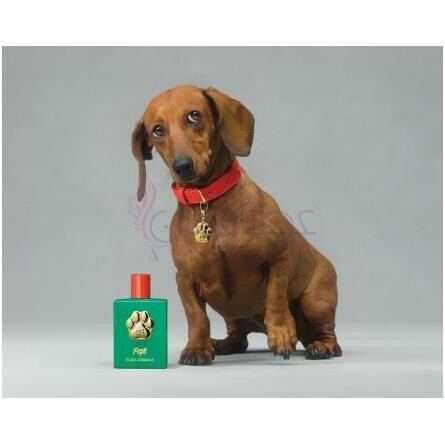 Fefé-دولچه گابانا فی فی