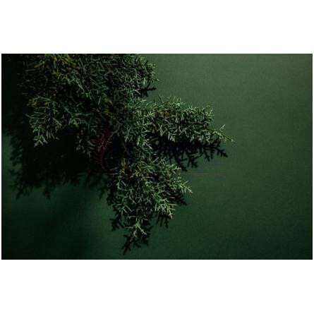 Green Cedar-ابل گرین سدر