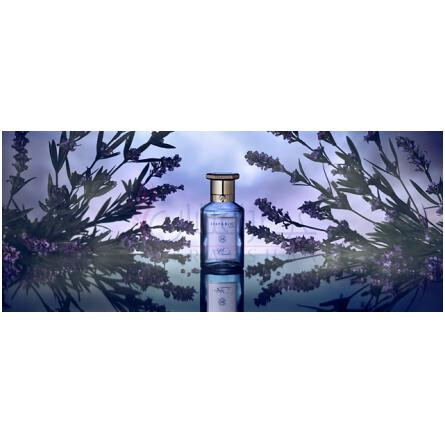 Suffolk Lavender-شی اند بلو لاندن سافالک لوندر