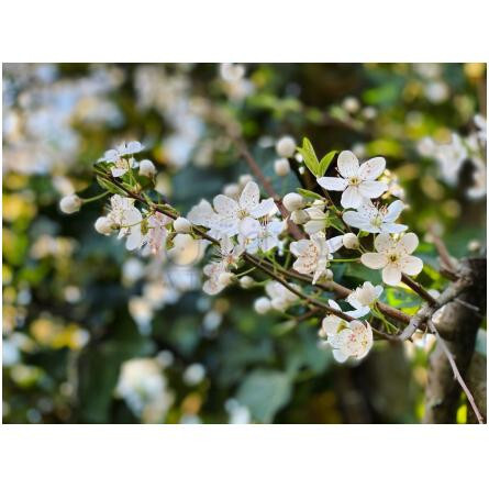 Fleur de Lalita-دوسیتا فلور دی لالیتا