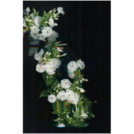 Unusual Gourmand-زارا انیوژوال گورمند