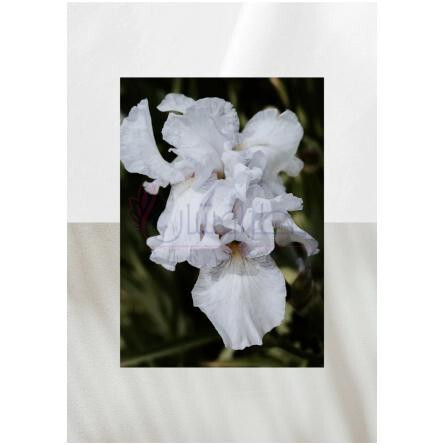 Canvas-آکوالیس کنوس