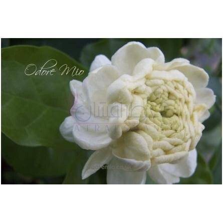 Jardin du Jasmin-اودور میو جاردین دو جاسمین