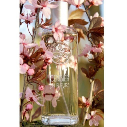 Cerisier en Fleurs-ایو روشه سریزیر ان فلورز