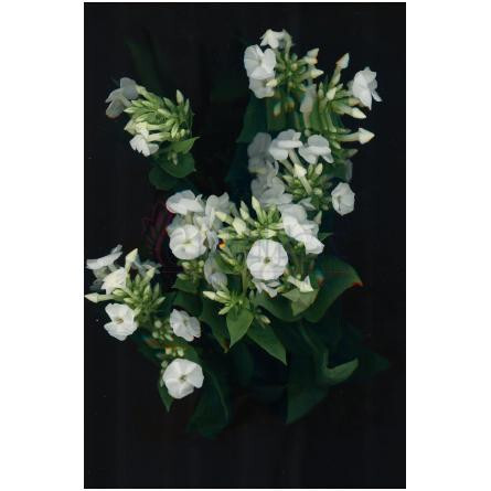 Unusual Gourmand-زارا انیوژوال گورمند