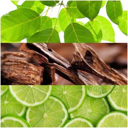 Lacoste L!ive-لاگوست لایو