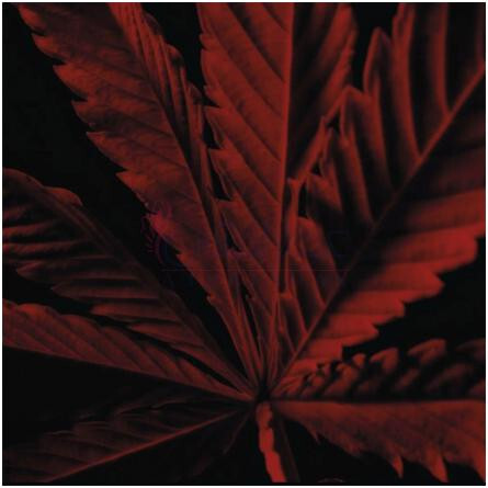 Habit Rouge L'Instinct-گرلن هبیت رژ له اینستینکت