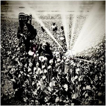 Seraph-هاوس اف اورفیوس سراف