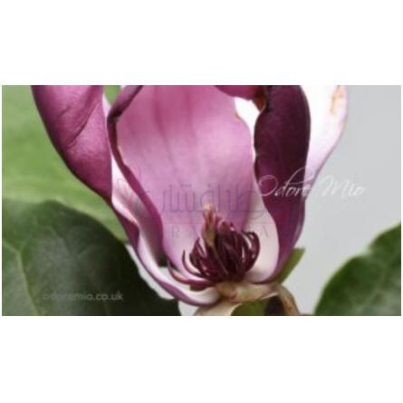 Magnolia-اودور میو مگنولیا