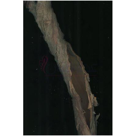 Unusual Wood-زارا انیوژوال وود