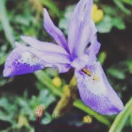 Iris Chypre-الیکسیر عطار آیریس چایپر