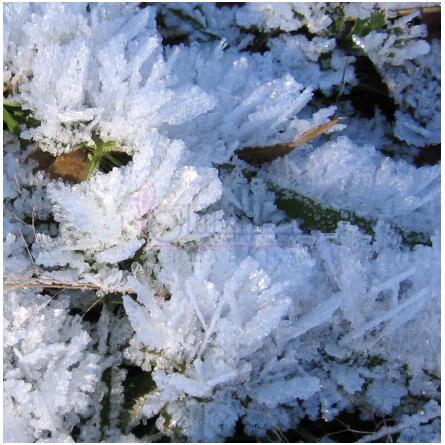 Fleurs de Glace-المپیک ارکیدز ارتیسان پرفیومز فلورز دی گلیس